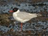 Mediterranean Gull at Southend Seafront (Steve Arlow) (71553 bytes)